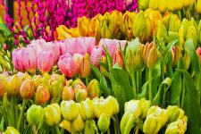 Aproape 1,4 milioane de români sărbătoresc onomastica în Duminica Floriilor (sau Floriile)