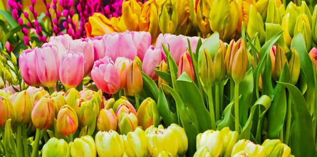 Aproape 1,4 milioane de români sărbătoresc onomastica în Duminica Floriilor (sau Floriile)
