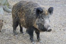 Bulgaria confirmă noi cazuri de pestă porcină africană la graniţa cu România