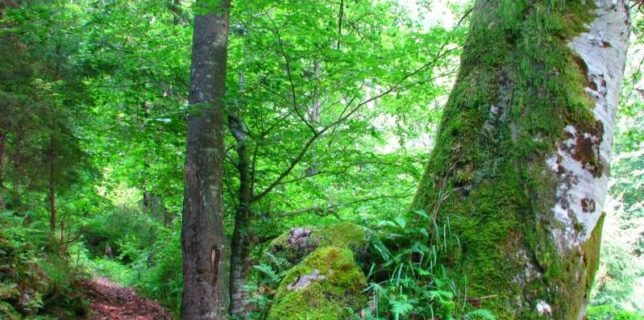 Catalogul pădurilor virgine şi cvasi-virgine din România a fost actualizat cu peste 5.100 de hectare
