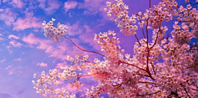 Ce simbolizează înflorirea cireşilor în cultura japoneză