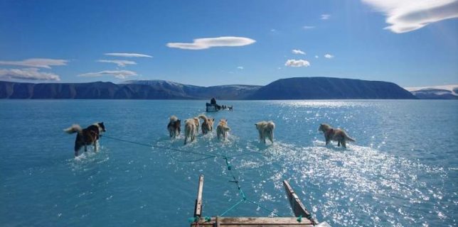 Câinii de sanie par să păşească pe apă într-o fotografie realizată în Groenlanda pe fondul topirii gheţii