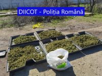 DIICOT - Craiova: Doi cetățeni spanioli inculpați pentru săvârșirea infracțiunii de trafic de droguri de risc