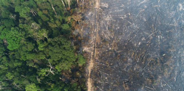 Defrişările din pădurea amazoniană din Brazilia, la nivel record