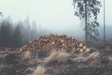EIA lansează un raport despre JAFUL din pădurile României