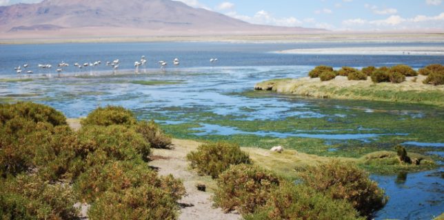Ecosistemul unic al deşertului Atacama, ameninţat de tone de haine uzate