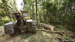 El trabajador muerto en Segura cuando talaba árboles es un rumano de 39 años
