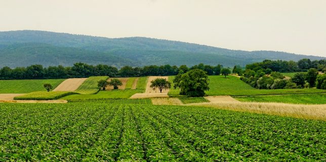 Familiile bogate din Germania cumpără terenuri agricole și din România