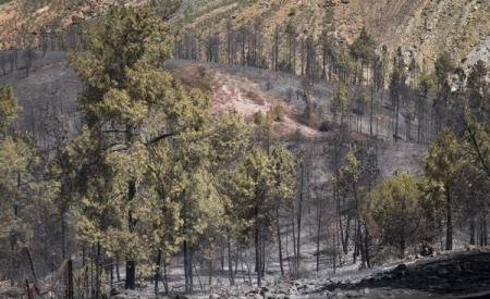 Incendiu de pădure violent la granița franco-spaniolă Peste 150 de hectare au fost afectate
