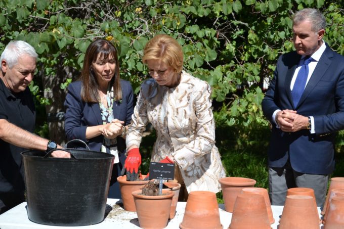 Majestatea Sa Margareta a plantat doi bujori, Floarea Naţională a României, la Grădina Botanică Regală din Madrid