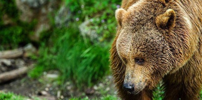 Ministerul Mediului finanţează pentru populaţie kituri complete de garduri electrice, destinate protecţiei în faţa urşilor bruni