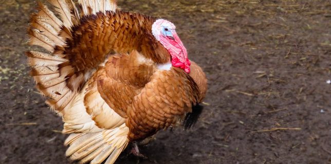 Notificare CE Produse de păsări din Ungaria, aflate în focar de gripă aviară, au ajuns în România