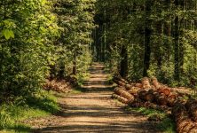 Organizaţiile de mediu: Parlamentarii vor să ofere din nou monopol marilor companii de pe piaţa lemnului din România