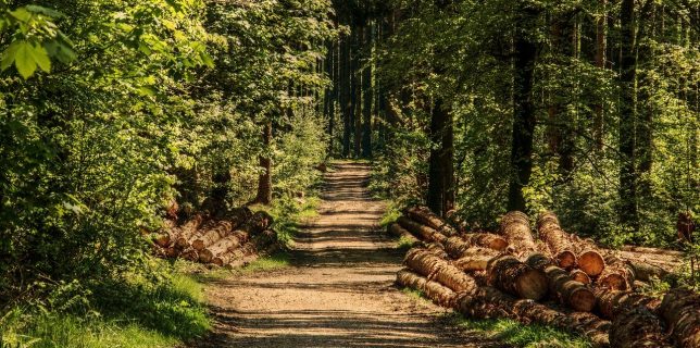 Organizaţiile de mediu Parlamentarii vor să ofere din nou monopol marilor companii de pe piaţa lemnului din România