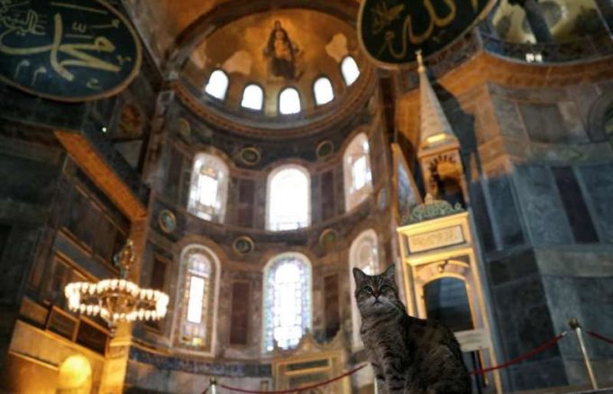 Pisica Gli poate rămâne, chiar dacă Sfânta Sofia a fost transformată în moschee