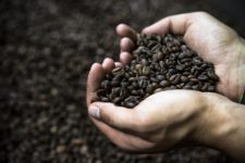 Preţurile la cafeaua arabica sunt la cel mai ridicat nivel din utimul deceniu
