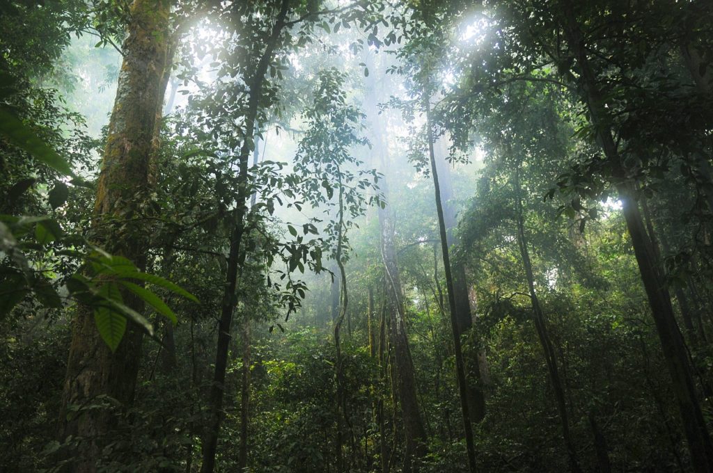 Pădurile tropicale contribuie la reducerea cu 1 grad Celsius a încălzirii planetei (studiu)