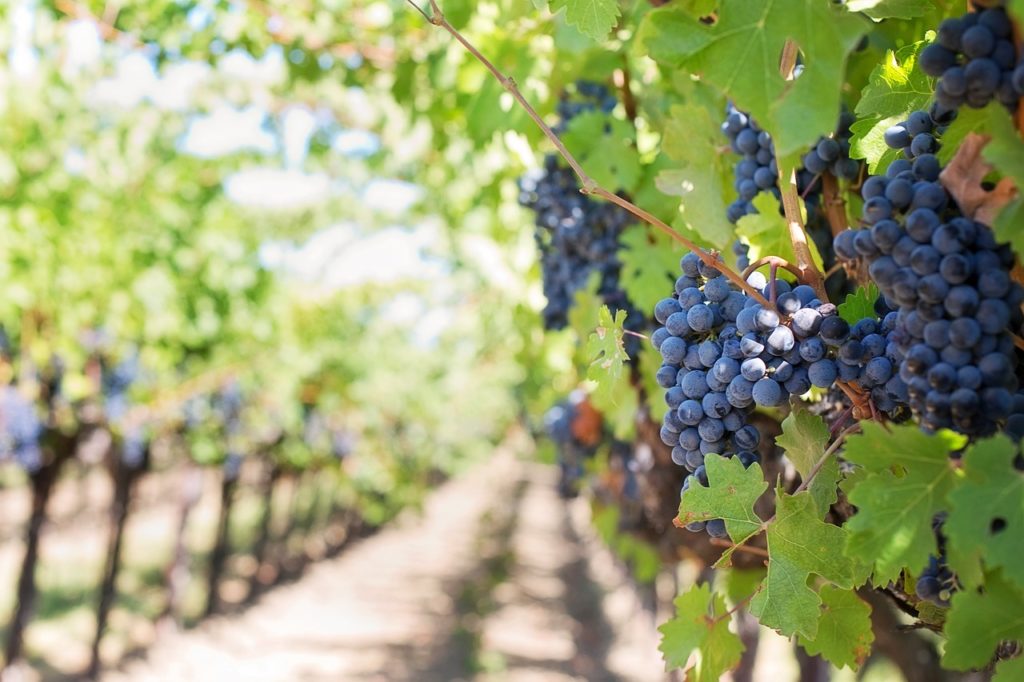 România, a patra din lume la creşterea producţiei de vin în acest an (platformă)