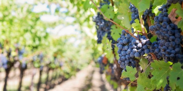 România, a patra din lume la creşterea producţiei de vin în acest an (platformă)