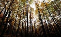 Romsilva a propus includerea în Patrimoniul Național UNESCO a două păduri din Parcul Național Cozia
