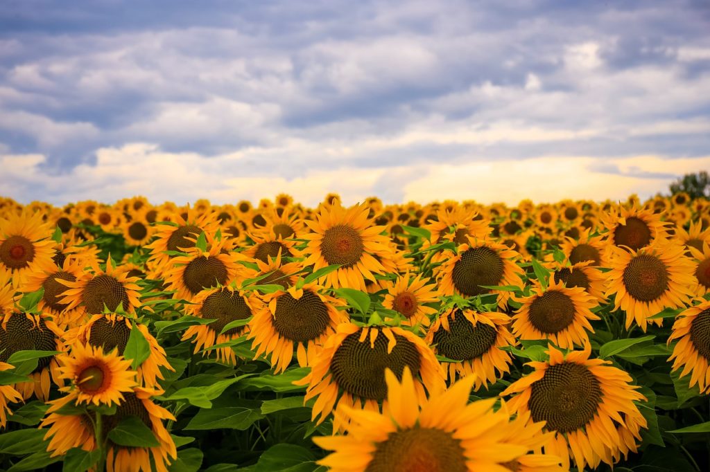 România rămâne cel mai mare producător de floarea-soarelui din Uniunea Europeană