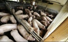 Satu Mare: Autoritățile sunt în alertă, după depistarea pestei porcine africane la 20 de km de frontiera cu Ucraina