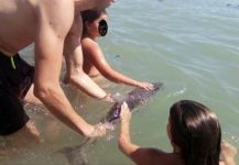 Spania: Moartea unui pui de delfin, înconjurat de turiști în apă, a generat un val de indignare