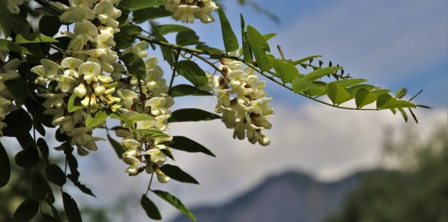 Giurgiu: Secretul gogoşelelor aromate cu flori de salcâm - reţetă păstrată de la bunici