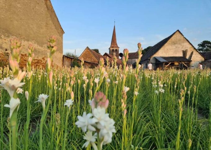 Tuberoza de Hoghilag va fi prima floare din România şi a treia din Europa protejată la nivel european