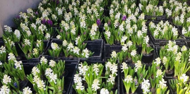 Un arădean de 91 de ani are peste 100.000 de flori pregătite de Mărţişor, prin afacerea familiei din 1921