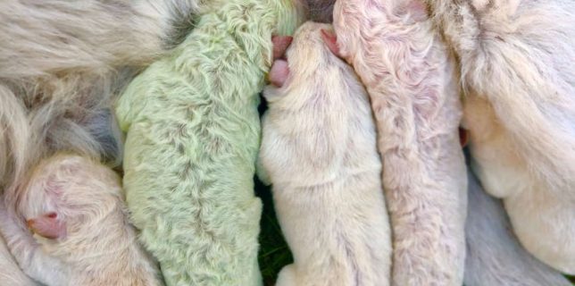 Un căţel cu blană verde s-a născut în Sardinia
