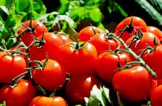 Un nou virus ameninţă tomatele din Franţa după ce a lovit mai multe state europene
