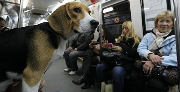 Un-perro-por-viajero-en-el-Metro-de-Madrid