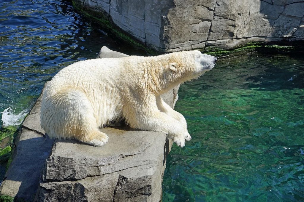Urşii polari se îndreaptă spre extincţie până în 2100 (studiu)