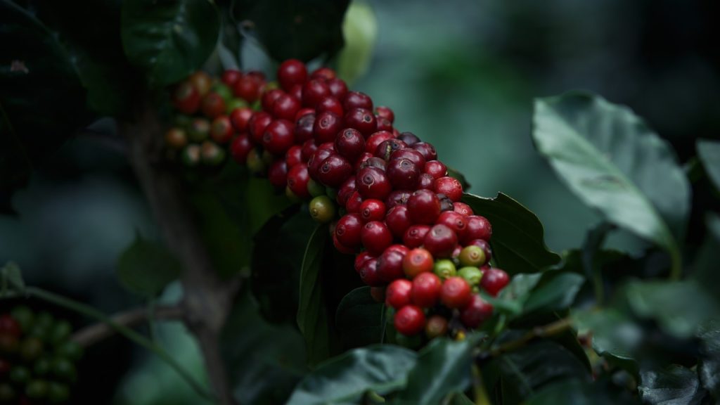 Viitorul cafelei, ameninţat de schimbările climatice, ar putea fi asigurat prin redescoperirea unei specii uitate (studiu)